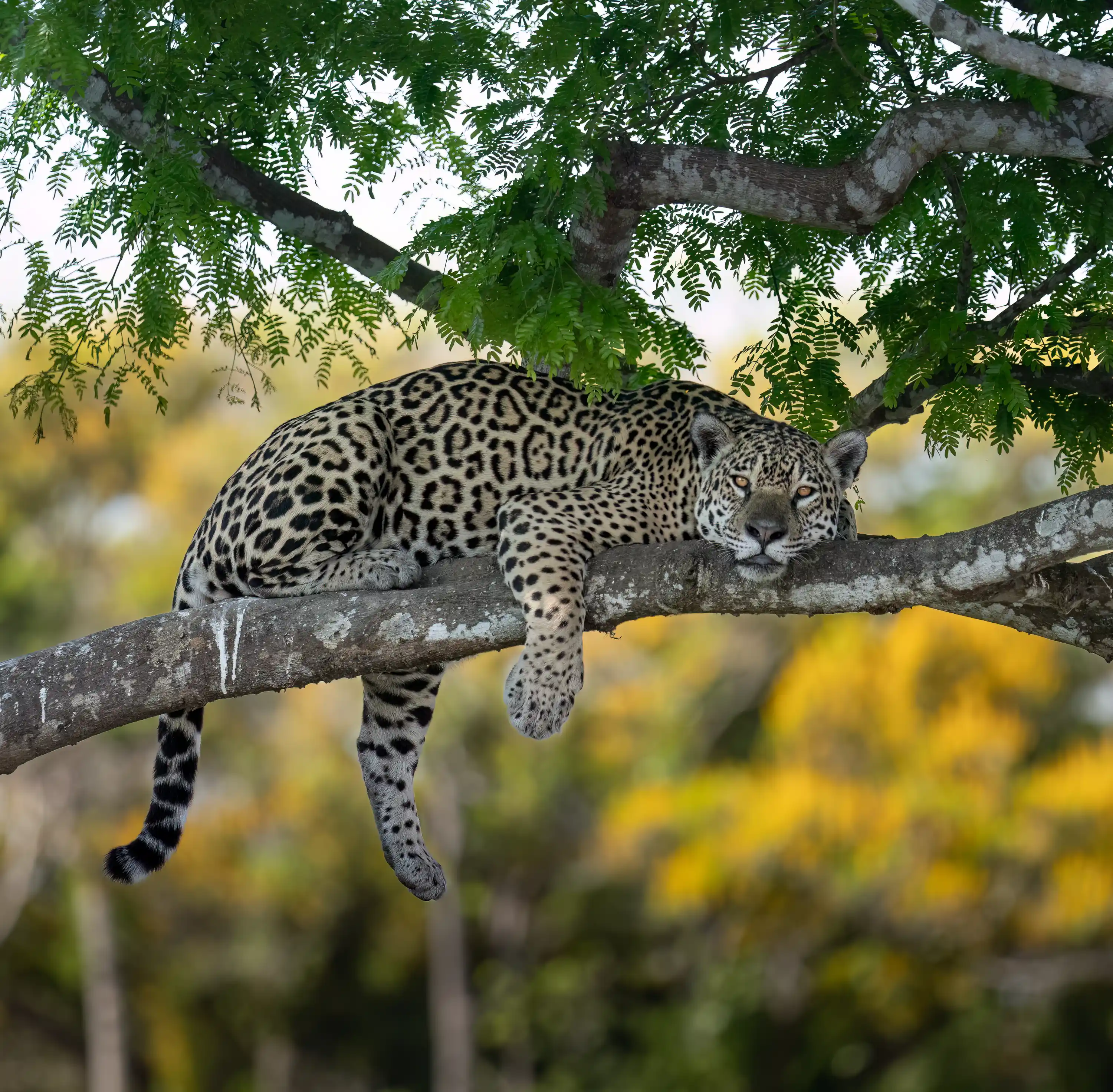 Pantanal Jaguar Expedition gallery image 25
